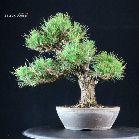 Pinus Thunbergii Kuromatsu - immagine 3