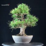 Pinus Thunbergii Kuromatsu - immagine 4