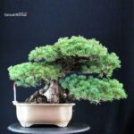 Pinus Pentaphylla Zuisho - Goyomatsu
