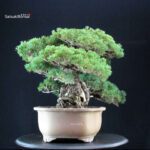 Pinus Pentaphylla Zuisho - Goyomatsu - immagine 2