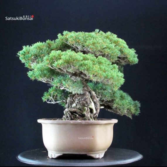 Pinus Pentaphylla Zuisho - Goyomatsu - immagine 2