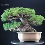 Pinus Pentaphylla Zuisho - Goyomatsu - immagine 3