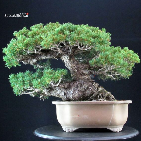 Pinus Pentaphylla Zuisho - Goyomatsu - immagine 3