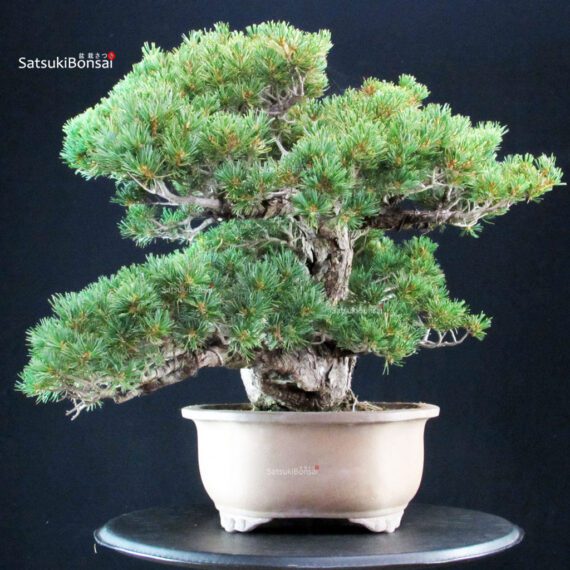 Pinus Pentaphylla Zuisho - Goyomatsu - immagine 4