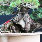 Pinus Pentaphylla Zuisho - Goyomatsu - immagine 5