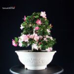 Azalea Satsuki JUKO - immagine 3