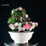 Azalea Satsuki JUKO - immagine 4