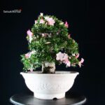 Azalea Satsuki JUKO - immagine 5