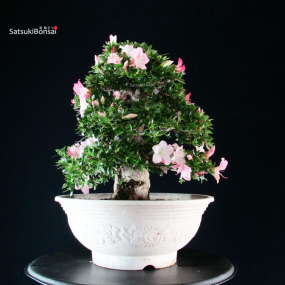 Azalea Satsuki JUKO - immagine 5