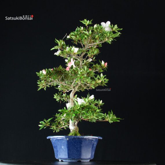 Azalea Satsuki Spp. - immagine 3