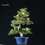 Azalea Satsuki Spp. - immagine 4