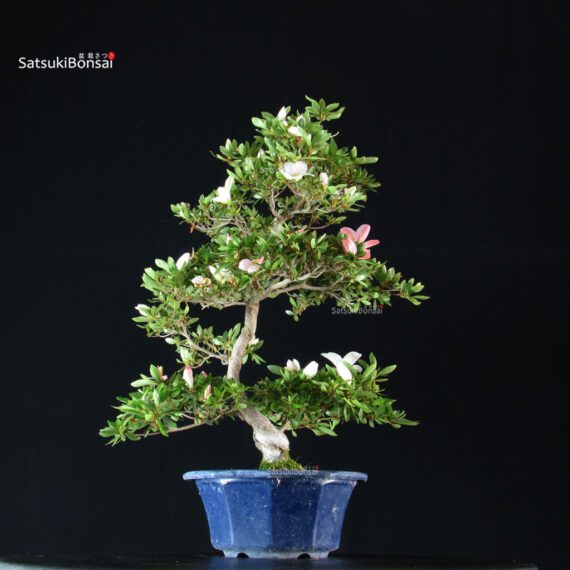 Azalea Satsuki Spp. - immagine 4