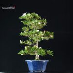 Azalea Satsuki Spp. - immagine 5