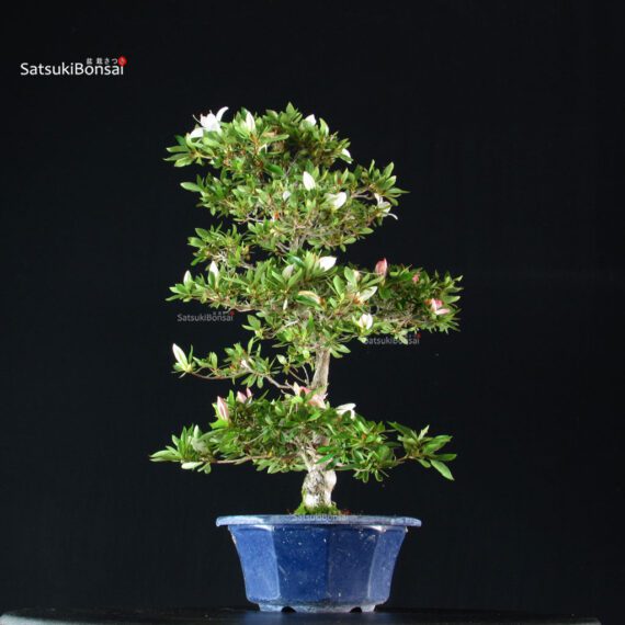 Azalea Satsuki Spp. - immagine 5