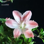 Azalea Satsuki Spp. - immagine 2