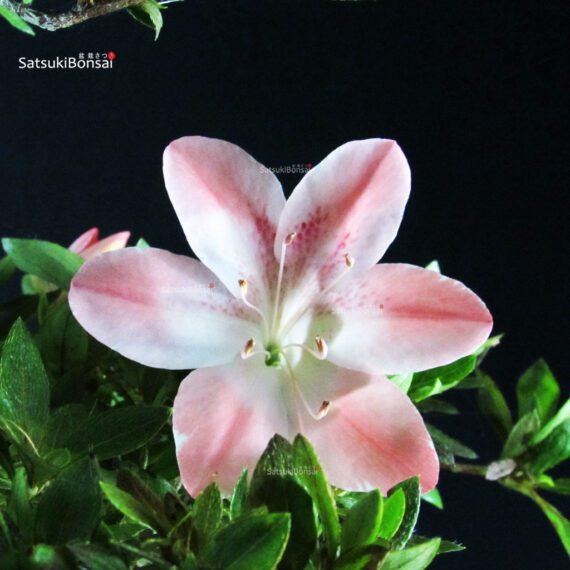 Azalea Satsuki Spp. - immagine 2