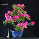 Azalea Satsuki SHIRYU-NO-HOMARE