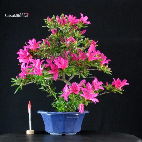 Azalea Satsuki SHIRYU-NO-HOMARE - immagine 1