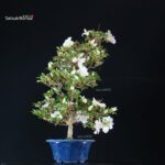 Azalea Satsuki Spp. - immagine 3