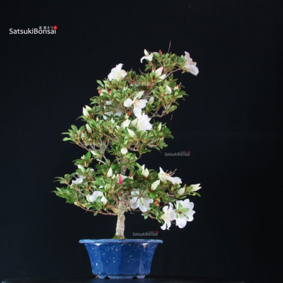 Azalea Satsuki Spp. - immagine 3