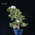 Azalea Satsuki Spp. - immagine 4