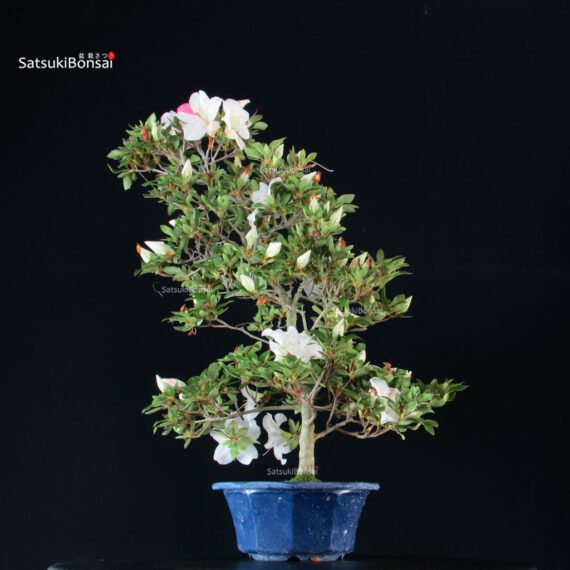 Azalea Satsuki Spp. - immagine 4