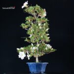 Azalea Satsuki Spp. - immagine 5