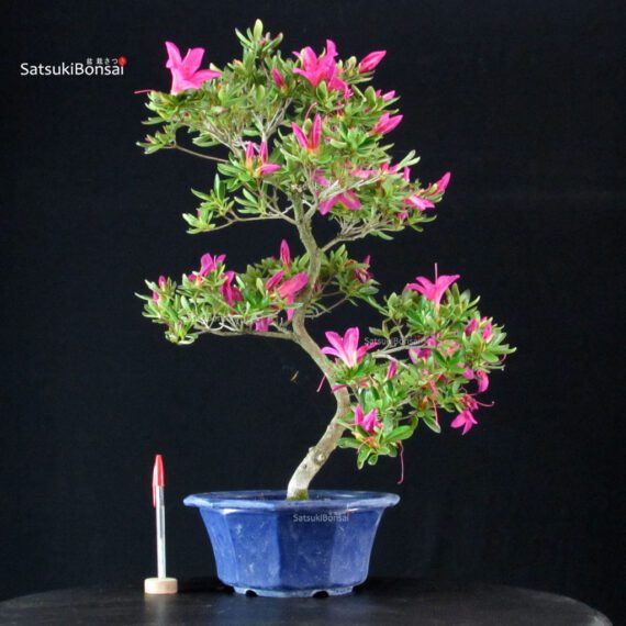 Azalea Satsuki SHIRYU-NO-HOMARE - immagine 1