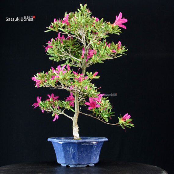 Azalea Satsuki SHIRYU-NO-HOMARE - immagine 2