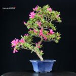 Azalea Satsuki SHIRYU-NO-HOMARE - immagine 3