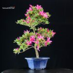 Azalea Satsuki SHIRYU-NO-HOMARE - immagine 4