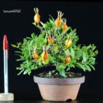 Gardenia Jasminoides