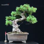 Pinus Pentaphylla - Goyomatsu