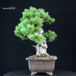 Pinus Pentaphylla - Goyomatsu - immagine 2