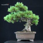 Pinus Pentaphylla - Goyomatsu - immagine 3