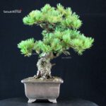 Pinus Pentaphylla - Goyomatsu - immagine 4