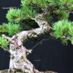 Pinus Pentaphylla - Goyomatsu - immagine 5