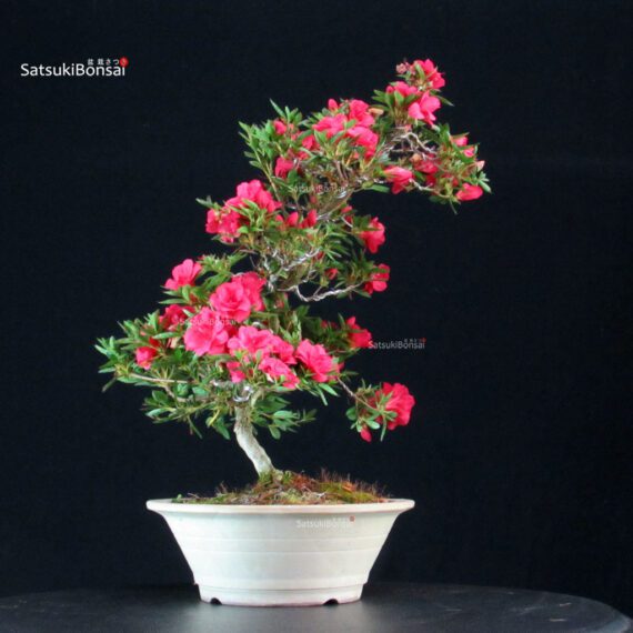 Azalea Satsuki Miyu no Kagayaki - immagine 3