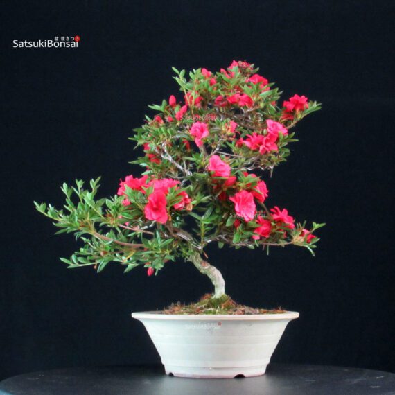 Azalea Satsuki Miyu no Kagayaki - immagine 4