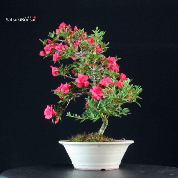 Azalea Satsuki Miyu no Kagayaki - immagine 5