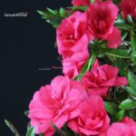 Azalea Satsuki Miyu no Kagayaki - immagine 2