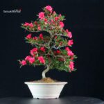 Azalea Satsuki Miyu no Kagayaki