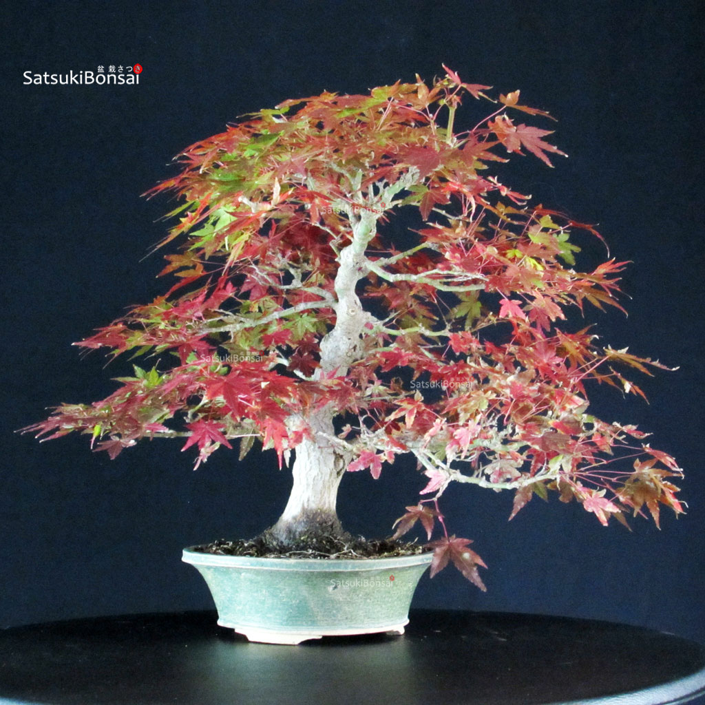 255577_5-Acer-palmatum-Yamamomiji Acero Palmato Yamamomiji - immagine 1