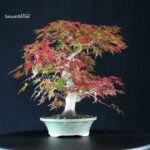 Acero Palmato Yamamomiji - immagine 2