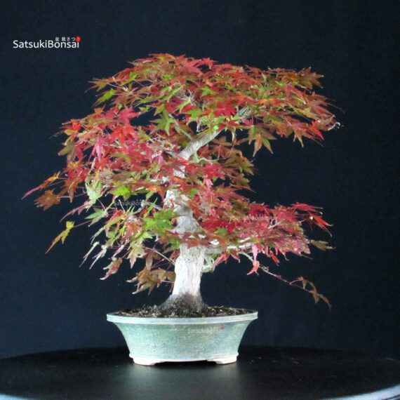 Acero Palmato Yamamomiji - immagine 2