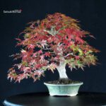 Acero Palmato Yamamomiji - immagine 3