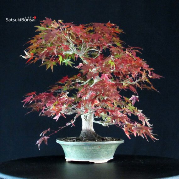 Acero Palmato Yamamomiji - immagine 4