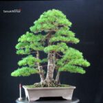 Pinus Pentaphylla - Goyomatsu