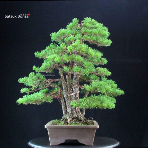 Pinus Pentaphylla - Goyomatsu - immagine 3
