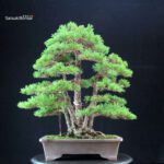 Pinus Pentaphylla - Goyomatsu - immagine 4